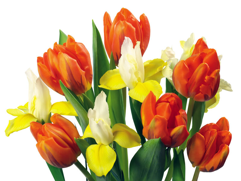 Tulips and Irises Bouquet — Orange