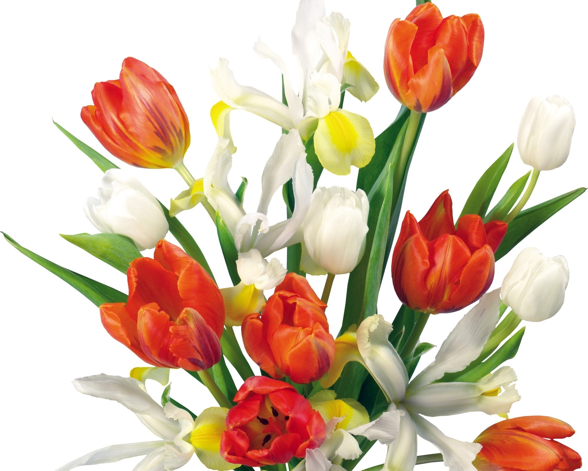 tulips and irises bouquet