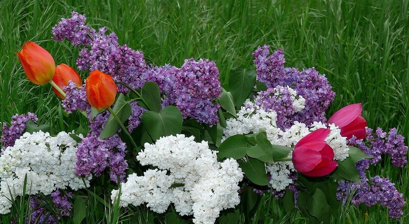 tulips and lilacs in garden