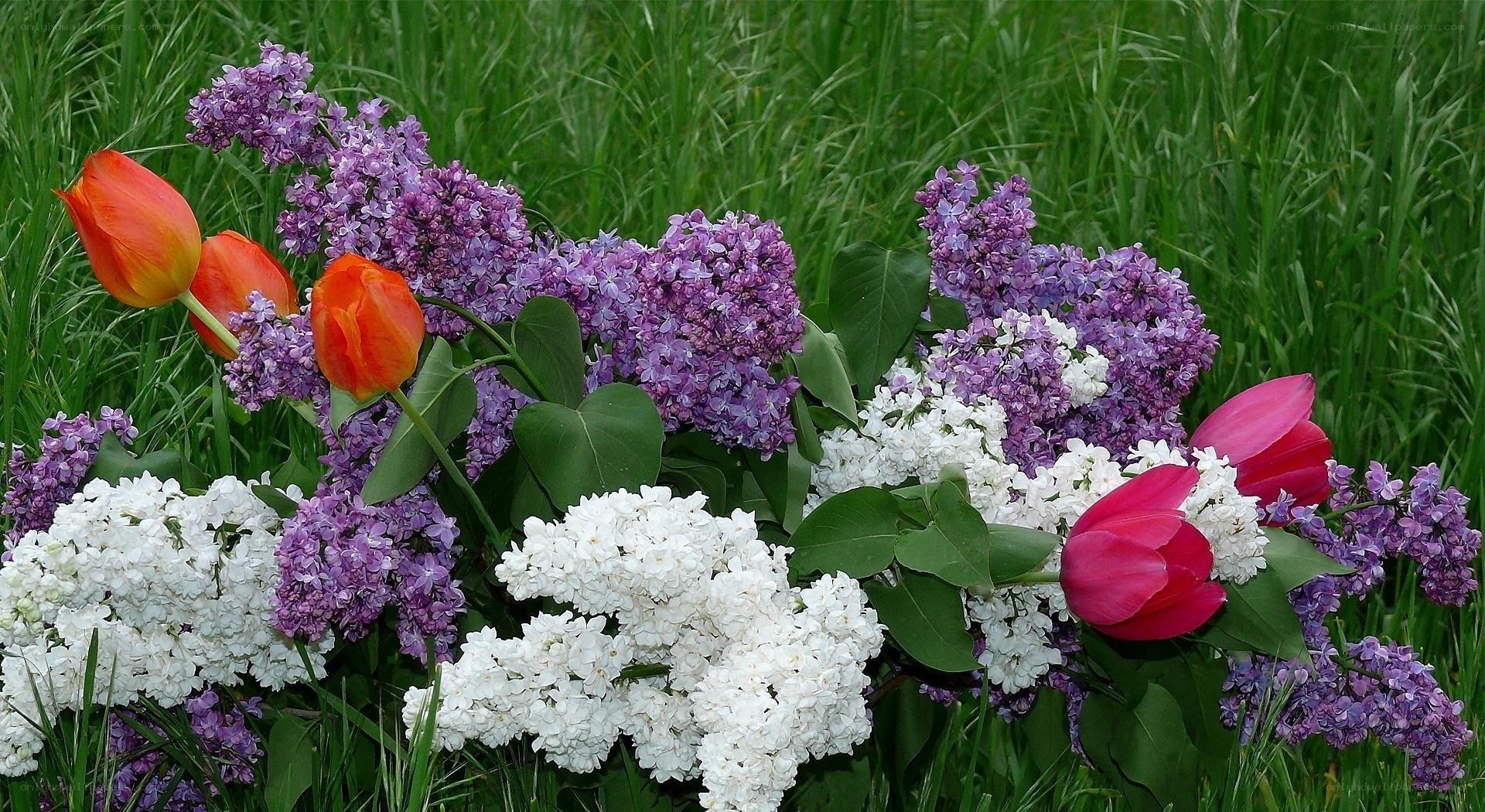 tulips and lilacs in garden