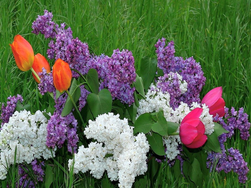 Tulips and Lilacs in Grass