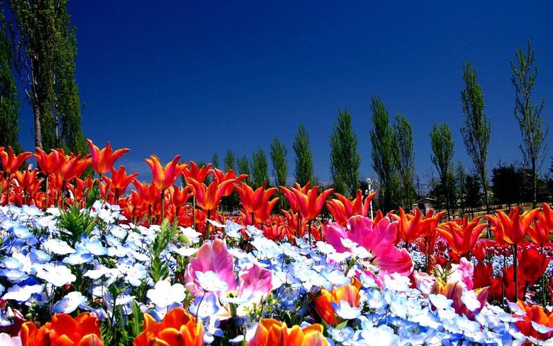 Tulips and Nemophila Flowers