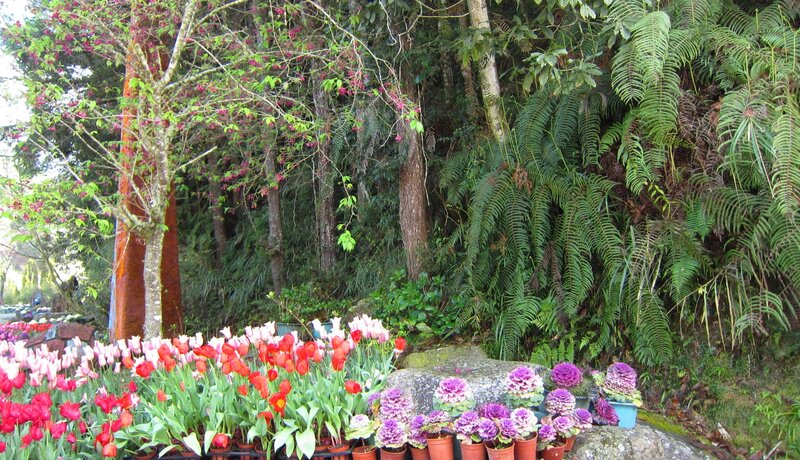 Tulips and Ornamental Cabbages — Green