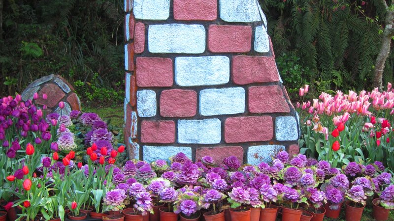 Tulips and Ornamental Cabbages