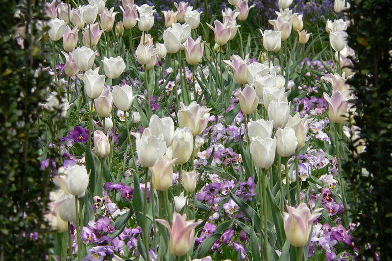 Tulips and pansies in a garden