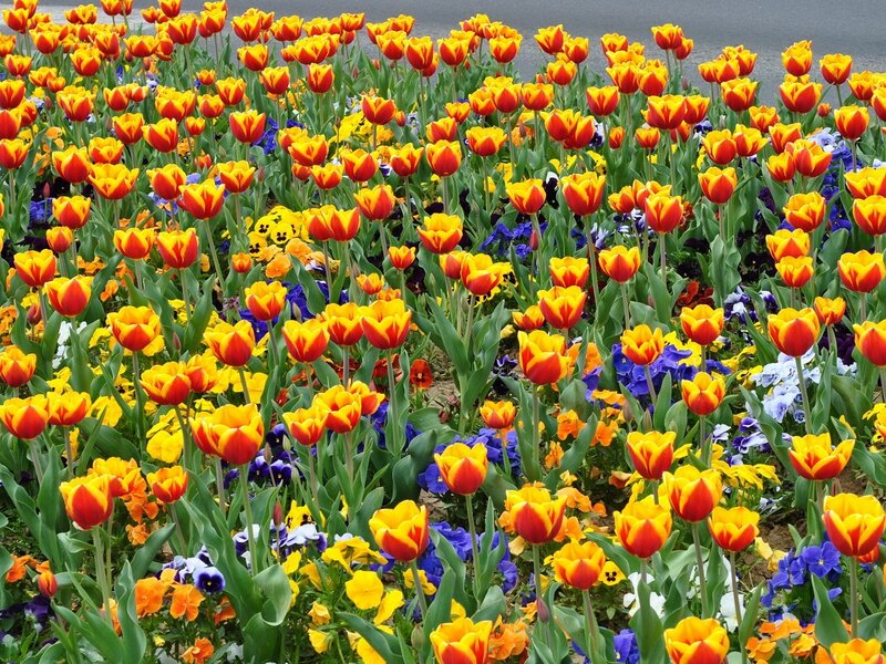 Tulips and Pansies in Bloom
