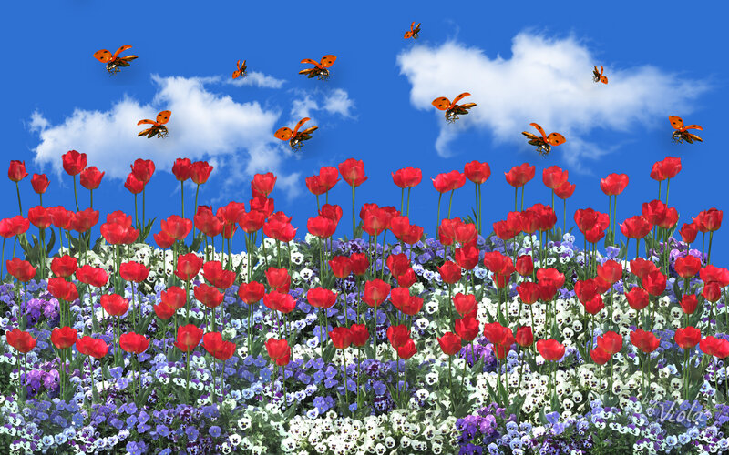 Tulips and Pansies in Field