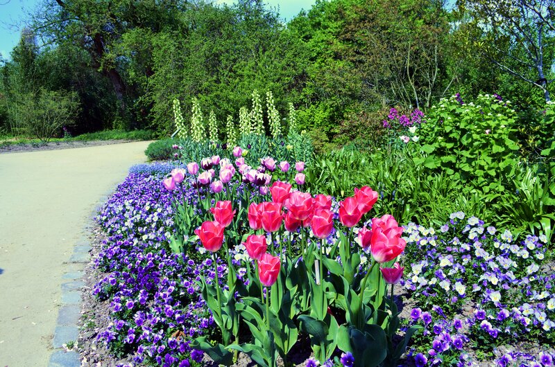 Tulips and Pansies in Garden — Pink