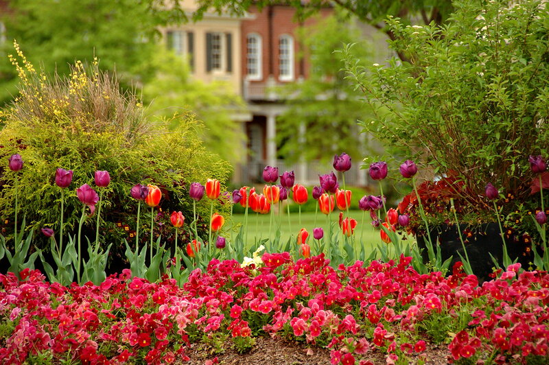 Tulips and Pansies in Garden — Red