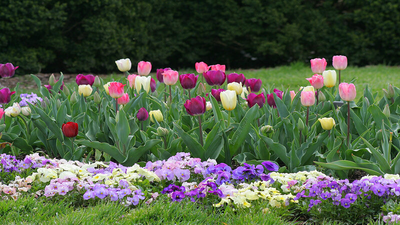 Tulips and Pansies in Garden