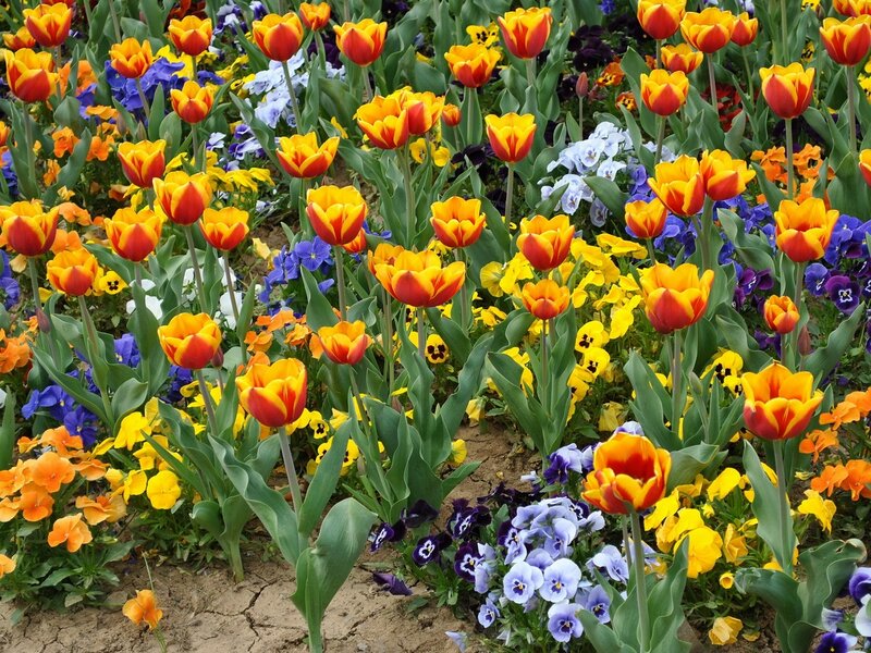 Tulips and Pansies in Garden — Yellow