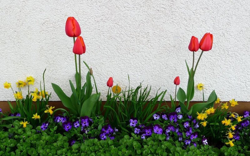 Tulips and Pansies in Planter — Red
