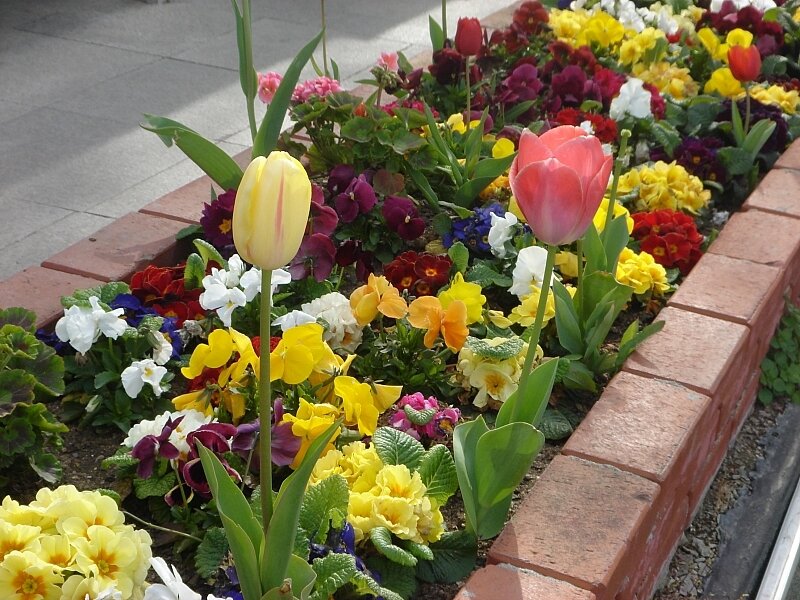 Tulips and Pansies in Planter