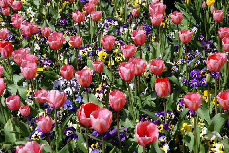 Tulips and Pansies