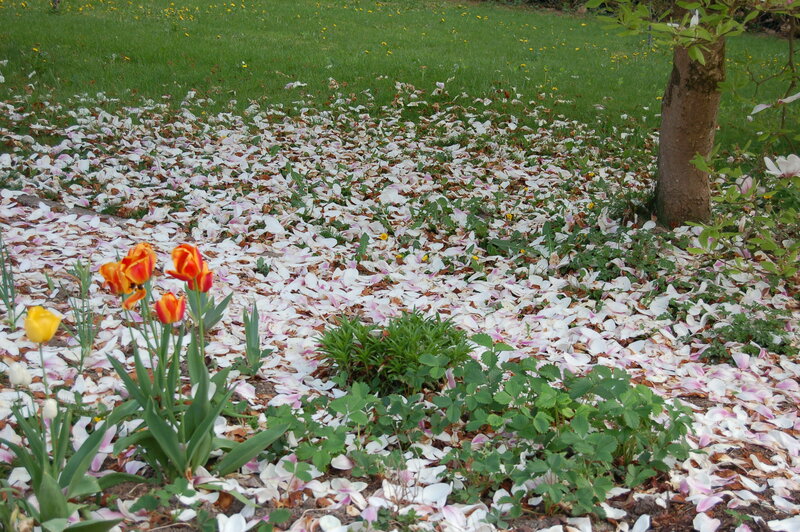 Tulips and Petals on Ground