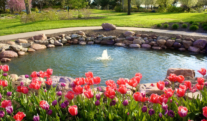 Tulips and Pond
