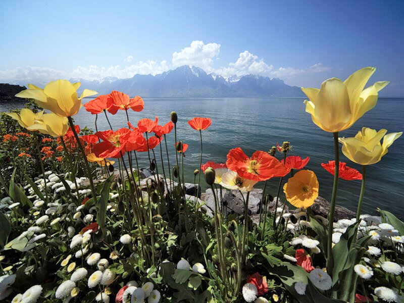Tulips and Poppies by Lake