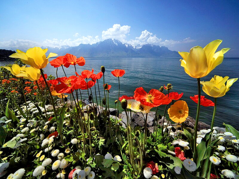 Tulips and Poppies by Lake — Yellow