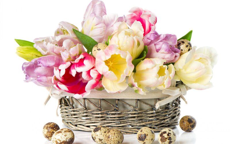 Tulips and Quail Eggs — Pink