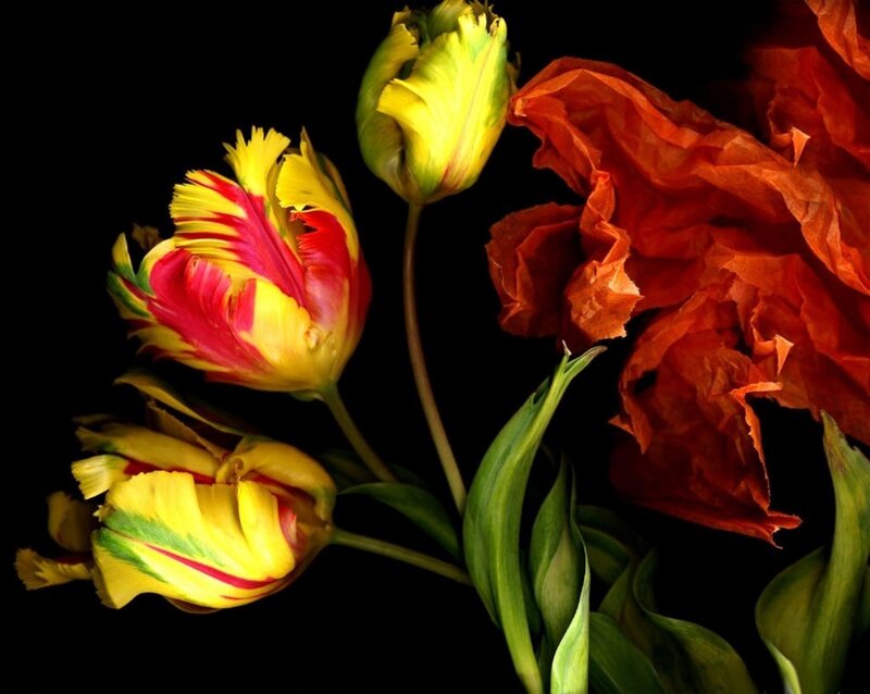 Tulips and Red Flower