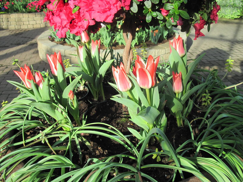 Tulips and Rhododendron