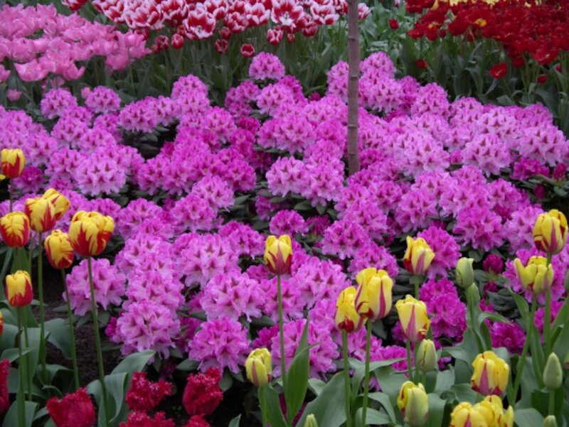 Tulips and Rhododendrons — Pink