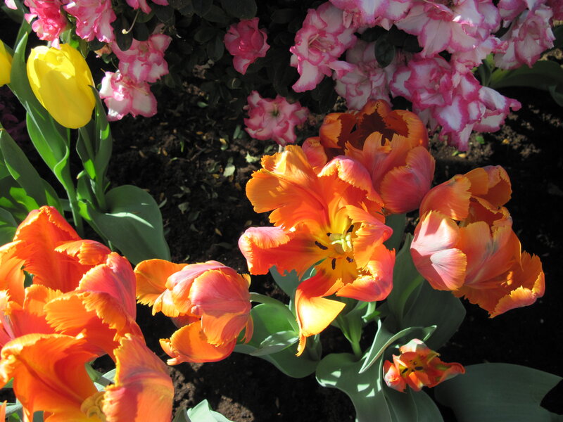 Tulips and Rhododendrons