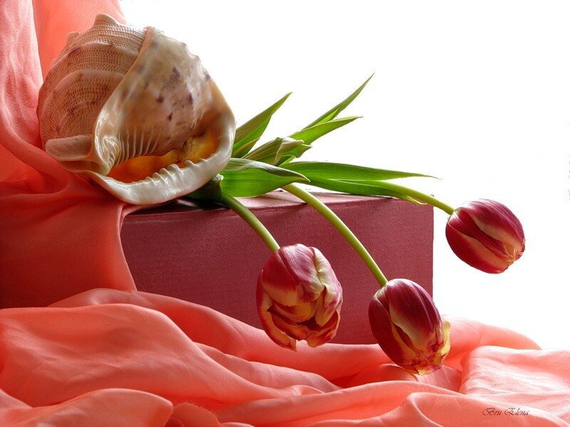 Tulips and Seashell