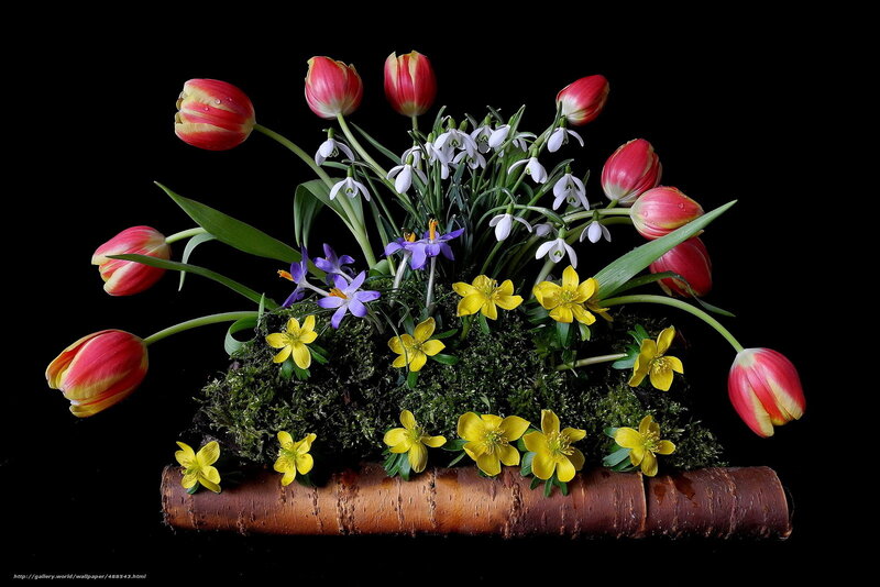 tulips and spring flowers