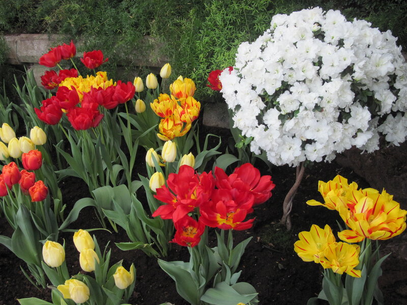 Tulips and White Flowers — Red