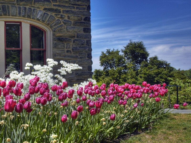 Tulips and White Flowers