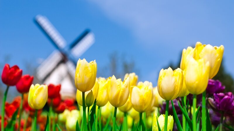 Tulips and windmill