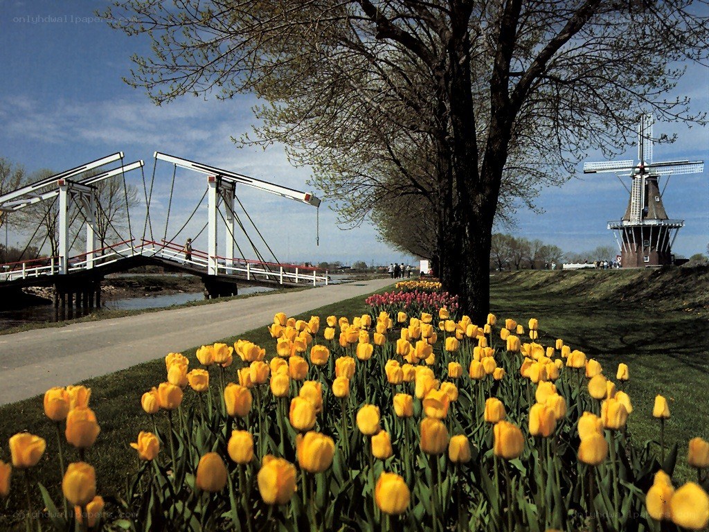 Tulips and windmill by canal