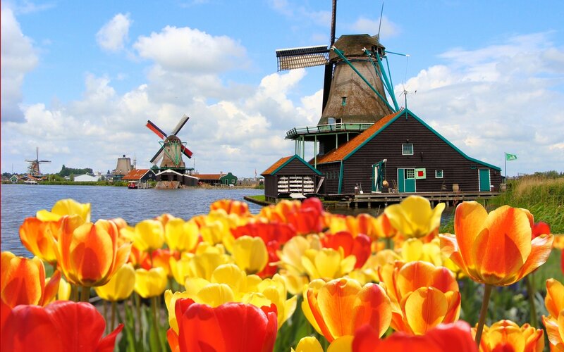 Tulips and windmills in the Netherlands