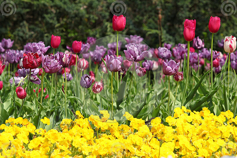 Tulips and Yellow Flowers