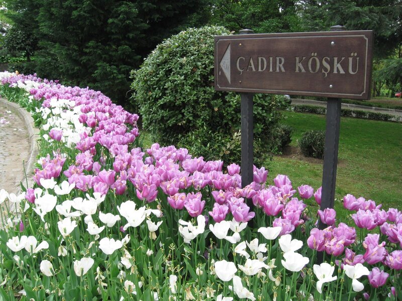 Tulips at Çadır Köşkü