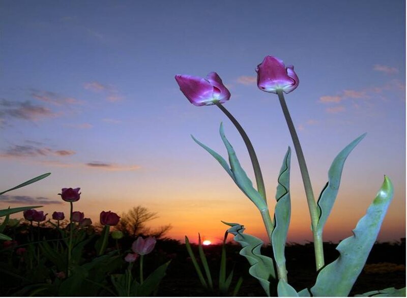 Tulips at sunset