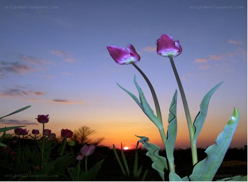 Tulips at sunset