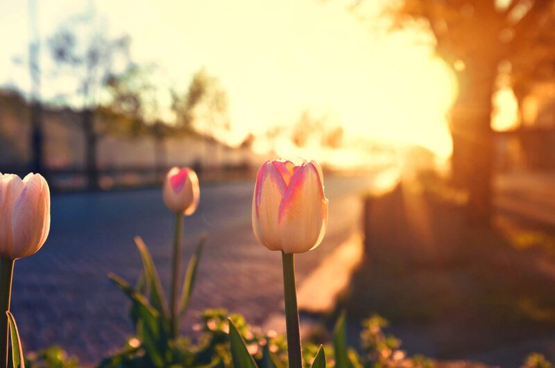 tulips at sunset