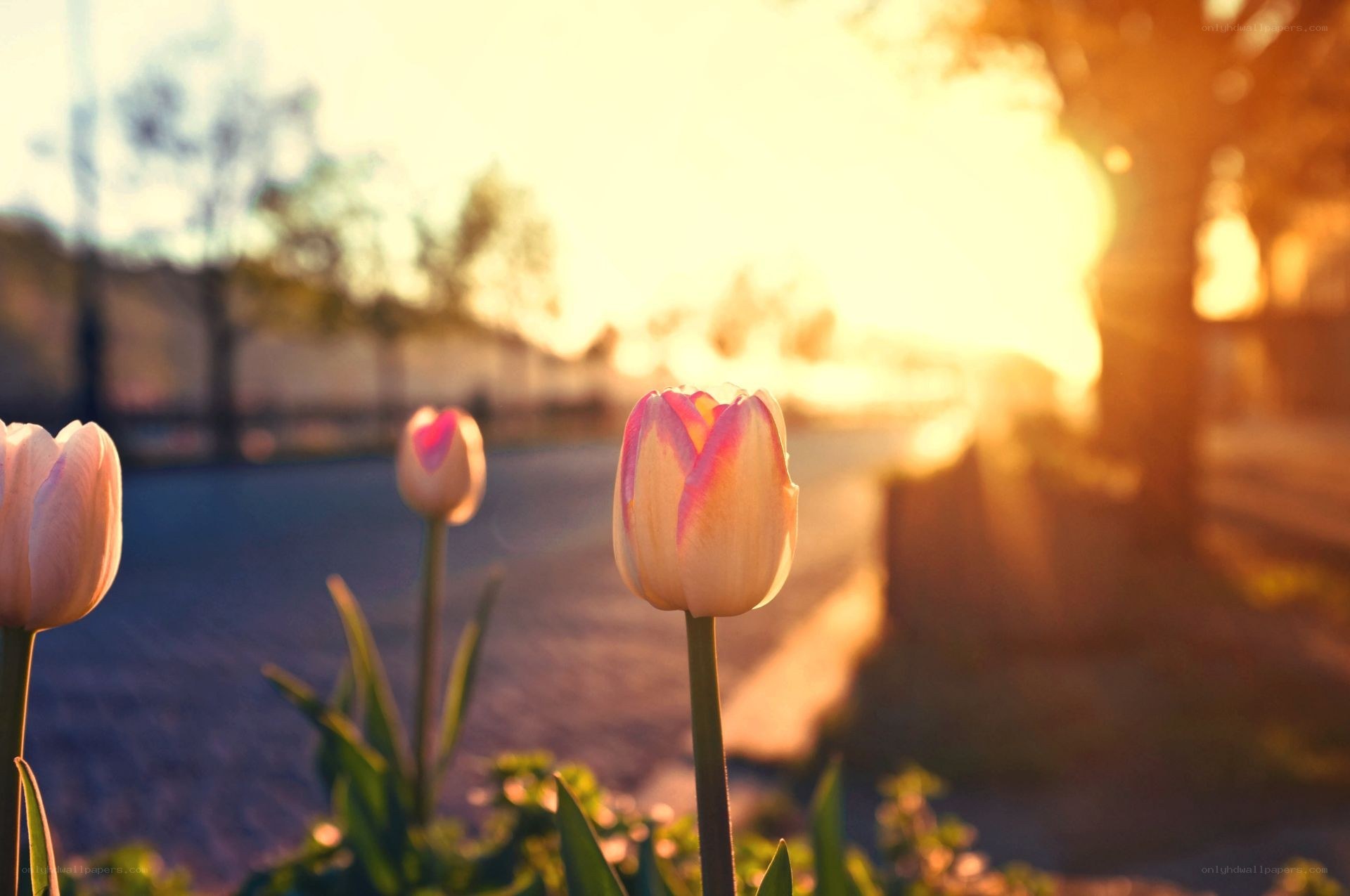 tulips at sunset