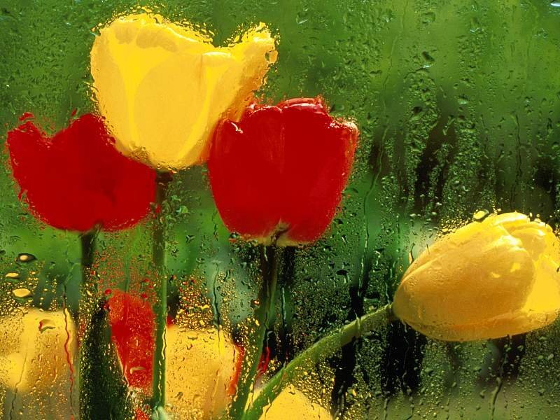 Tulips Behind Glass