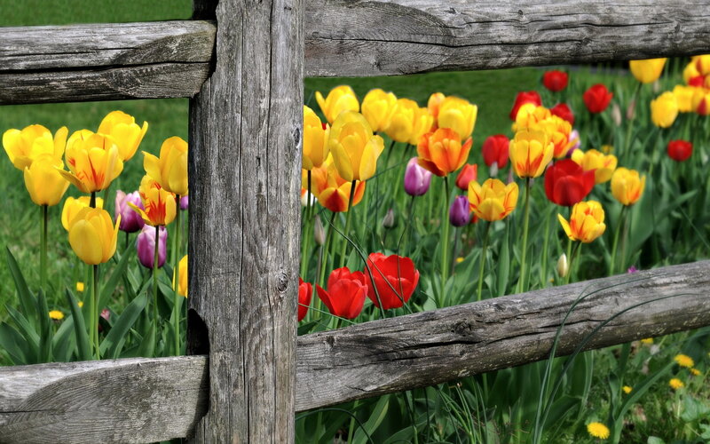 Tulips Behind Wooden Fence