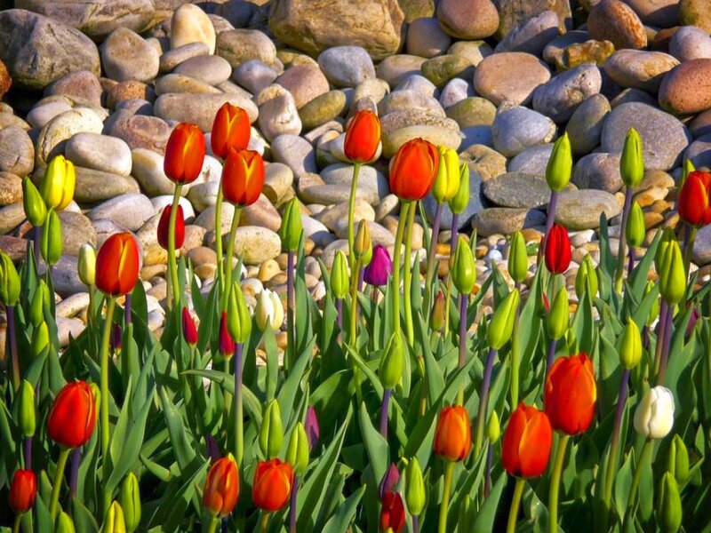 Tulips blooming on pebbles