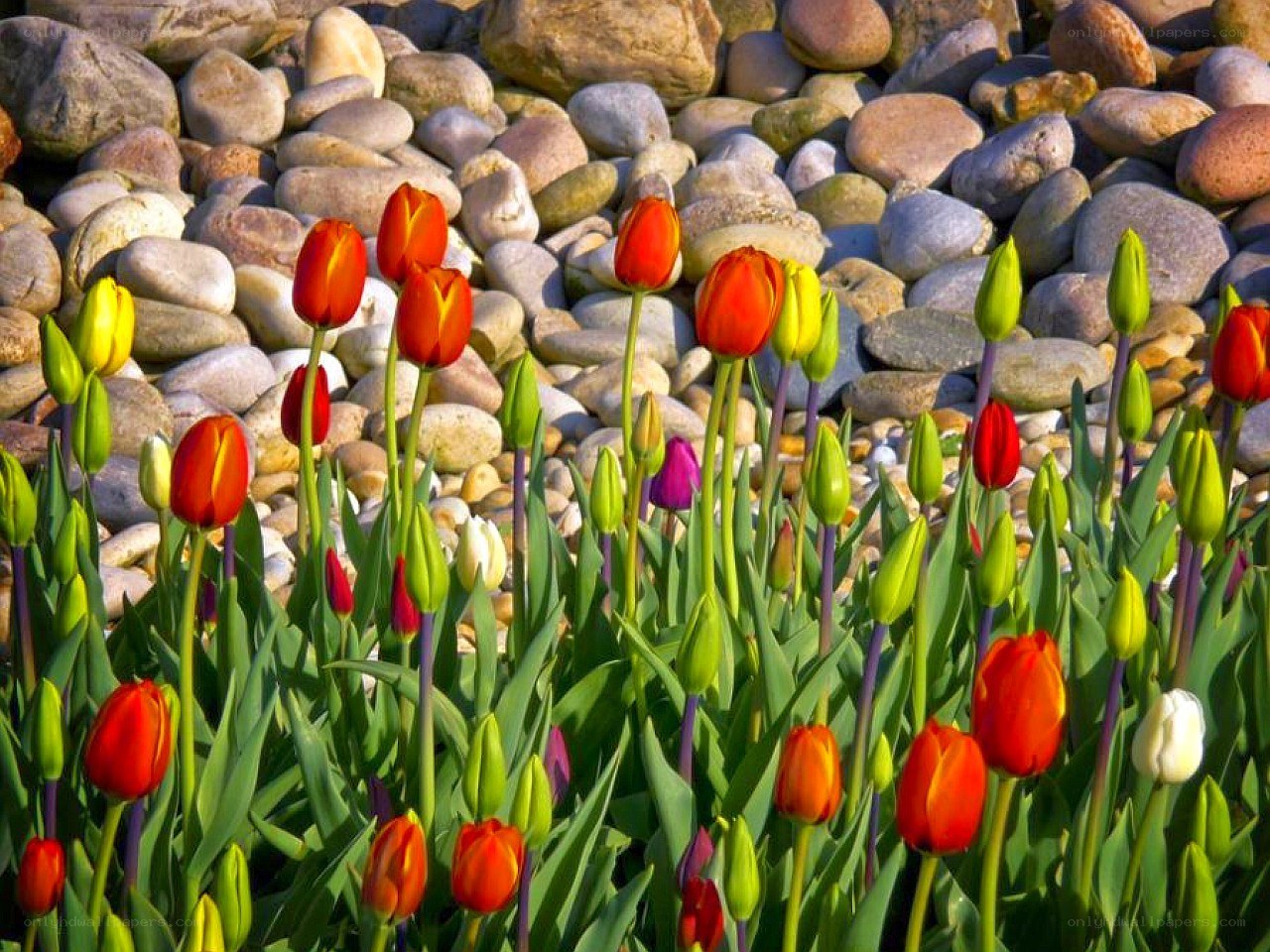 Tulips blooming on pebbles