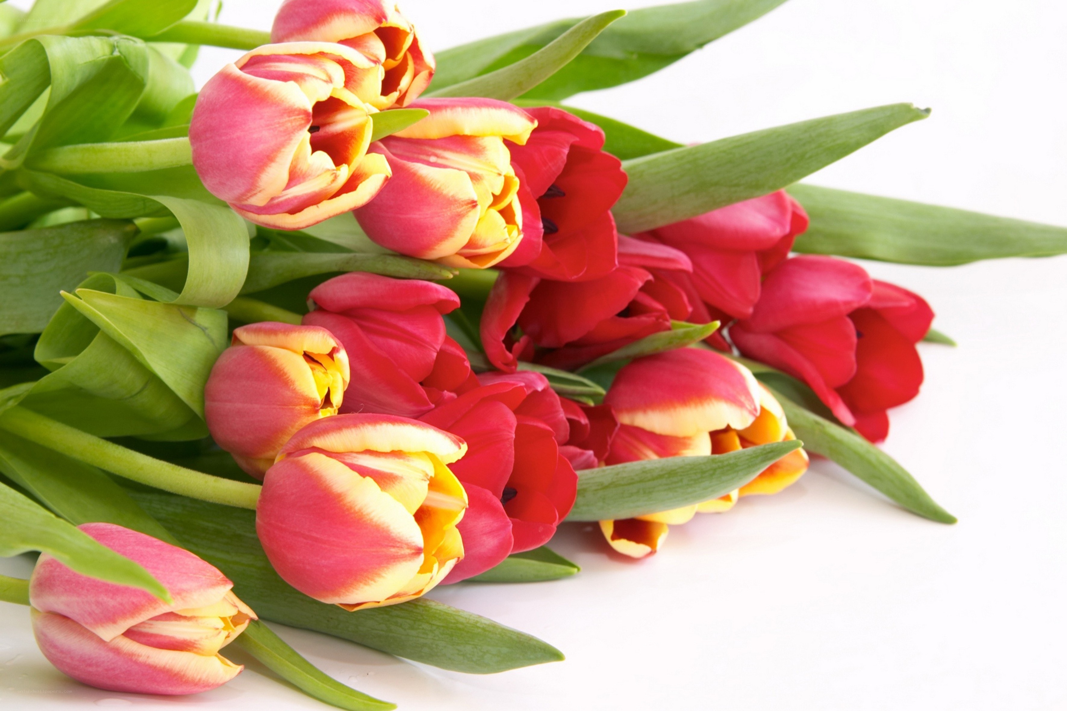 tulips bouquet on white
