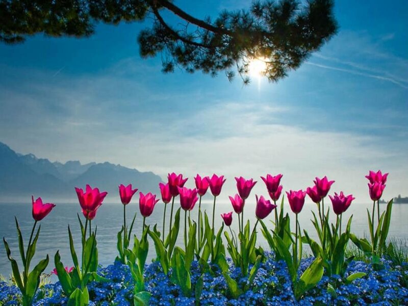 Tulips by a Lake — Blue