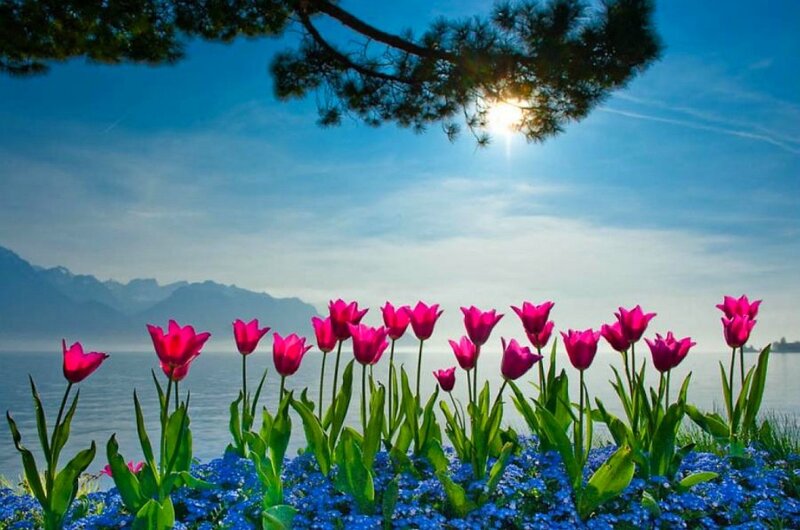 Tulips by a Lake