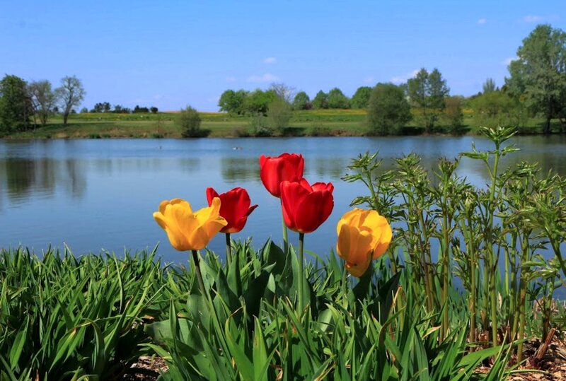 Tulips by a Lake — Yellow