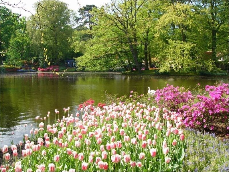 Tulips by a pond in spring