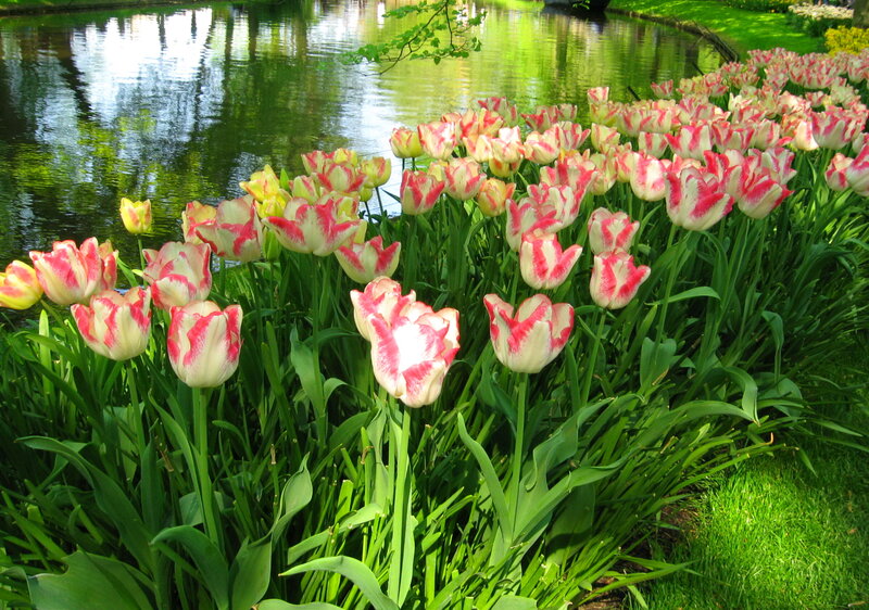 Tulips by a Pond